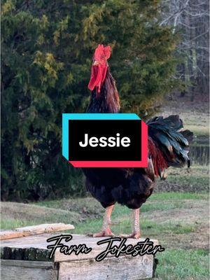 Jessie!, Oh Jessie!, Jessie #jessie #jess #jessy #jessi #jessee #jessey #chicken #chickens #hen #hens #rooster #roosters #roostersofinstagram #nameyellingchicken #chickensofinstagram #backyardchickens #farmjokester #michaelsalerno 