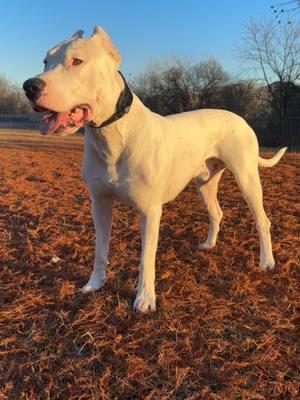 The Dogfather #Dogo #dogoargentino #dogs #pet #doglover #foryou #fyp #dogsoftiktok #rawfeddog #dogfather 