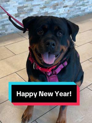 Some New Years Resolutions.. 😅🎊🥹 #adorable #vetmed #animalhospital #veterinarian #animalsoftiktok #veterinarymedicine #trending #lvt #vettech #catsoftiktok #dogsoftiktok #newyears #newyearsresolution 