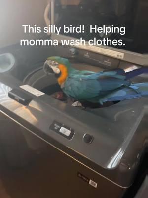 #washingclothes #sillygoose #crazystory #macawsoftiktok #macawmadness #parrotmom #blueandgoldmacaw 