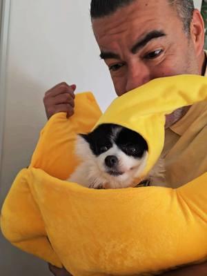 #banana #yellow #platano #fyp #foryou #funny #memes #pandapom #pomeranian #pom #cute #eyes #partipom #pompom #parati 