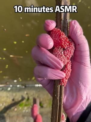 Apple snail eggs, easily recognizable by their bright pink or orange color, are laid in clusters above the waterline on plants and other structures. These eggs belong to various species of apple snails, aquatic mollusks that are often found in freshwater habitats. Originating from South America, these snails have been introduced into various ecosystems around the world, sometimes as part of the aquarium trade or for aquatic weed control. The introduction of apple snails into non-native environments can have significant ecological impacts. Their eggs hatch into voracious juveniles that grow quickly and consume vast amounts of vegetation. In ecosystems where they are invasive, apple snails can cause severe damage to aquatic plants, reducing biodiversity and altering habitats. This can lead to negative consequences for other species dependent on these plants for food and shelter, disrupting the entire aquatic food web. Moreover, the robustness of apple snail eggs contributes to the challenge of controlling their populations. The eggs have a unique calcium carbonate layer which protects them from desiccation and makes manual removal difficult. This protective layer ensures high survival rates, facilitating the rapid expansion of their populations in favorable conditions. In summary, while apple snails and their eggs can play a role in their native ecosystems, their presence in non-native areas is often problematic, leading to significant ecological disruptions and challenges in management and control. Crushing apple snail eggs is like crushing chicken eggs. It's not animal abuse because the eggs are not animals. #AppleSnails #InvasiveSpecies #EcosystemDamage #AquaticPlants #BiodiversityLoss #EnvironmentalImpact #NatureConservation #AquaticInvasives #HabitatDisruption #WildlifeProtection #AppleSnailInvasion #EcoWarrior #SnailProblem #NatureAlert #SaveOurWaters #EcoCrisis #InvasiveAlert #ConservationTok #WildlifeRescue #EcoTips #SnailEggCrush #StopInvasives #EcoControl #InvasiveSpeciesFight #CrushInvasion #NatureDefense #HabitatProtectors #EggBusting #EcosystemWarriors #InvasiveCrunch #ASMRNature #CrushingASMR #EggCrushASMR #SatisfyingCrunch #NatureASMR #EcoASMR #InvasiveASMR #RelaxingCrush #ASMRCommunity #soothingsounds #fyp #foryou #foryoupage #satisfying #satisfyingvideo #relax #relaxing #relaxingvideos #interesting #entertaining #invasivespecies #applesnail #applesnaileggs #snaileggs #snaileggcrushing #eggs #asmr #asmrvideo #asmrsounds #asmrtiktoks #asmrsound #asmrtiktok #nature #crush #crushing #crushingasmr #crunchy #crunchysounds #crunchyasmr #notanimalabuse #10minuteasmr #asmr10minutes 