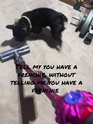 She has a love hate relationship with my vacuum. #frenchietiktok #fypシ #cleaningdayvibes #viralvideo 