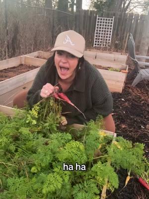 👩🏻‍🌾👩🏻‍🌾👩🏻‍🌾👩🏻‍🌾👩🏻‍🌾 wee little NYE carrot harvest #garden #gardening #vegetablegarden #harvest #fallgarden #2025garden 