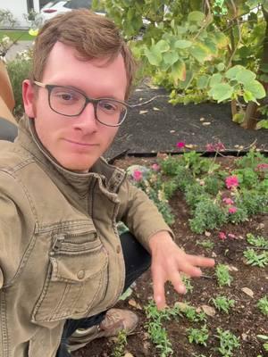 Pinching snapdragons!  #gardening101 #cutflowergarden #cottagegarden #zone9b #containergardening 