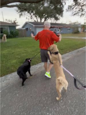 Grandpa isn’t safe either. #squirrel #walkies #goldenretriever #weratedogs #dogsoftiktok 