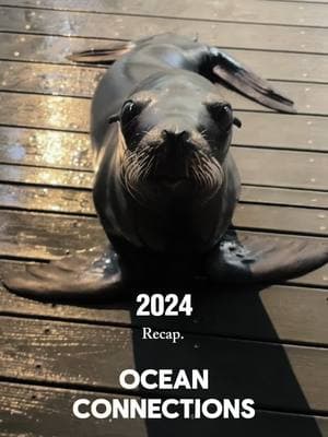 We are so grateful for another amazing year! Our mission is to provide the best welfare for our animals while also educating the public. This year we were able to reach millions of people in person and virtually! We cannot thank everyone enough for all of the support. 💙 #oceanconnections #nonreleasable #marinemammals #2024 #newyear #happynewyear #2024recap #sealsoftiktok #sealtok #animalsoftiktok #hersheypark #piratesvoyagedinnerandshow #myrtlebeach #pigeonforge 