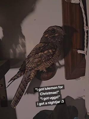 His name is Callisto and I love him.  #taxidermy #nightjar #ornithology #christmas 