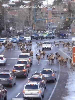 Traffic jams in Estes Park Colorado are usually caused by elk. haha #estesparkcolorado #estespark #elktok #bullelk #elk #foryoupageシ #Colorado #foryoupageシ #fyp #ORIGINAL 