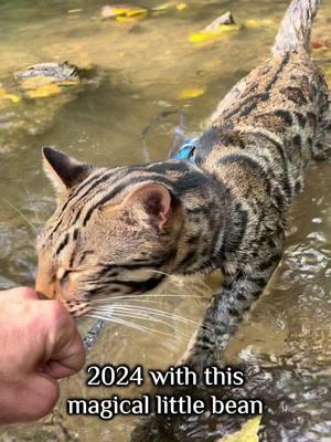 #newyear #newyearseve #newyear2025 #floundercat #floundermeatloaf #flounderkitty #bengalcat #ocelot #leopardcat #catsoftiktok #bengalcatsoftiktok #bengalcatlove #adventurecat #purrmaid #catonaleash #cattraining #hiltonhead #cattrainer 