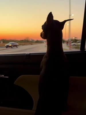 Last sunset of 2024 🌅 See ya in 2025! #MinPin #MinPinLove #MiniaturePinscher #MinPinTok #DogTok #Sunset #Bye2024 #HappyNewYear #Happy2025 #PinkSkies 