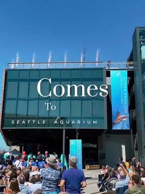 What a year 🥹🫶 Thank you, everyone, for your support during this monumental year! 🩵 #seattle #seattleaquarium #CapCut #pnw #seaotter #oceanpavilion #aza #aquarium #seal #shark #ray #newyear #nye 