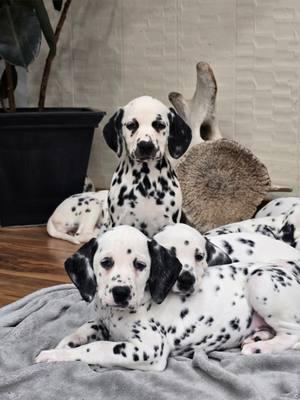 dalmatian puppies, ready for new couches.  located in Centralia Washington. #getadalmatian #dalmatiansoftiktok #puppy #puppylove #dalmatianpuppy #pnwdals #dalmatian #emeraldcitydalmatians #dogsoftiktok #dals #