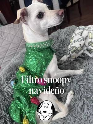 #farrah_the_chi #filtrosnoopy #filtroia #feliznavidad  #farrah_the_chi #feliznavidad  #BestFriends  #dogmodel #dogmodels #dogmodeling  #chihuahua #chihuahuas #chihuahuasoninstagram #chihuahuas #chihuahualife #chihuahuastiktok #cutie #cute #cutie #PetsOfTikTok #cutie #dogstiktok #dogsoftiktok #OOTD #merrychristmas 