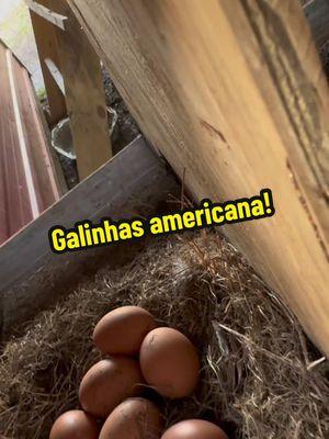 Melhorando o Lar das Minhas 7 Galinhas no Quintal! 🐓✨ #Galinhas #Poedeiras #Agro