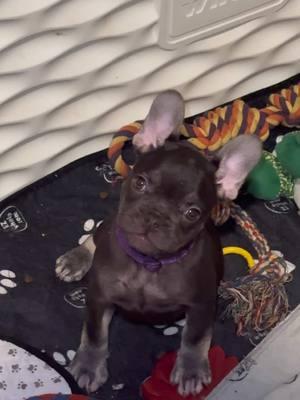 CUTE!!!🥰 #foryoupage #fyp #knuckleheadbullies #frenchbulldog 