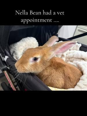 Nella Bean was such a good girl at the vets…. I hope she feels better soon, she has a mammary gland infection ❤️‍🩹.         #bunniesoftiktok #flemishgiant #petbunny #bunnylife #freerange #bunny #beautifulbunny #bunnylove #vet 