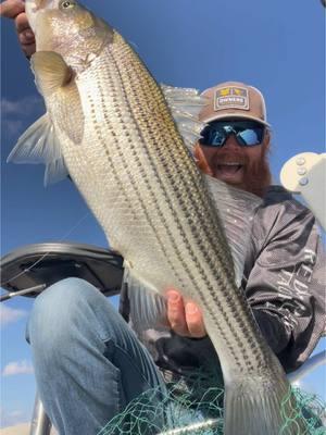 Things move kinda slow when you are using ultralight tackle but man it’s fun! This one was 11.52lbs #fishing #bass #striper #bassfishing #fishtok #ultralight #getbent #hookedup #gofish #arkansas #livescope #livescopeischeating #comefish #gonefishing 