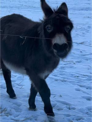 Thanks for loving Henry in 2024! #fyp #newyear #henry #boggsfunnyfarm #donkeyoftiktok #fypシ #donkey #2024 