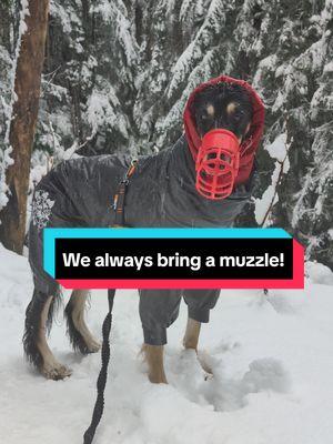 Muzzles are a super important tool, especially on hiking situations. Whether you have a dog who likes to eat horse 💩 or just pack one for emergencies! We always have one clipped to our bag. #saluki #salukioftiktok #salukioftheworld #sighthound #sighthoundsoftiktok #dogs #dogsoftiktok #muzzledog #muzzleuppup #muzzletrained #fyp #primitivebreed #hikingsafety #hikingwithdogs #dogswhohike #pnwdogs #pnwlife #pnwdogsoftiktok 