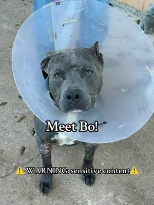 ⚠️TW⚠️ Meet Bo!! We would like to tell you the story of a sweet boy who has stolen the hearts of the staff in such short amount of time. Bo was brought in December 20th, 2024. He has a long road to recovery ahead of him. But he has us to lean on.❤️🐾 Please visit our website or find us on Facebook to learn more ways YOU can help donate to Bo and his friends at SOS Animal Shelter in Enterprise Alabama! As always, thank you for supporting us while we Save Our Strays🐕🐈🐾 #fyp #foryoupage #animalsoftiktok #animalshelter #sosanimalshelter #adoptdontshop #adoptme #adopt #donate #nonprofit #rescueanimals #dogsoftiktok #dog #bullybreeds #pitbull #pitbullsoftiktok #stopanimalabbuse #spayandneuter #dogs #rescuedog #shelterdog #adoption #urgent #help #save 