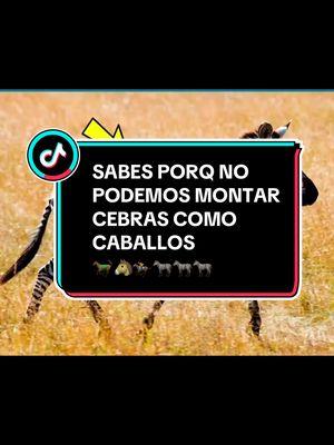 SABES PORQUE NO SE PUEDEN MONTAR CEBRAS, #cebras #caballos #burros #llegua #mulas #mundointeresante43 #mundoestelar43 #education #educacion #filosofia #sistema #informatica #salud #vida #mitología #mitologiagriega #cuentos #dioses #y #yp #ypfッ #ypf #nolosabias #cosasquenosabiashace5minutos #cosasquenosabias #AprendeEnTikTok #aprender #ciencia #fisica #galaxy #galaxia #universo #cultura #antiguedades #anatomia #cuerpohumano #cientificos #inteligenciaartificial #novedades #aprendeconmigo #historia #geografia #fabricacion #fabricacionmanual #tendencia #viral #medicina #SabiasQue #curisidadestiktok #asisehace #aprendedetodo #aprender #AprendeConTikTok #asies 