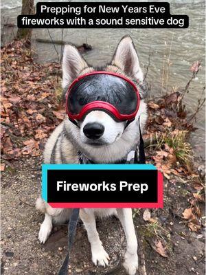 Prepping for New Years Eve fireworks with a sound sensitive dog #dogs #dogsoftiktok #dogtok #soundsensitivity #fireworks #newyears #newyearseve #Hiking #hikingwithdogs #enrichment #enrichmentfordogs #dogbehavior #dogenrichment #rexspecsearpro #rexspecs 