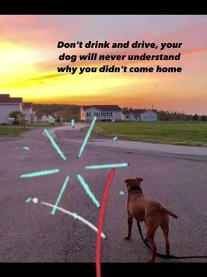 Please don't drink and drive! #Uber #Lyft #Yellowcab #dogs #cats #besafe #fyf