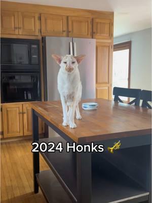 A 2024 Honk Compilation— Honkilation! Here’s to many more honks in 2025! #honk #fyp #cats #orientalshorthair #hannahzgreat #fivecrazycats #winstony #catsoftiktok 