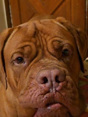 #beautifulsoul #loyalty #dogsarethebest #frenchmastiff #doguedebordeaux #guardian #bodyguard #uncontionallove #mypuppydog #fafo #goodboy #dogsoftiktok #thatface #mastiff #🐶 #🐕 #untamedtexas #fyp #foryou #foryoupage #4you 