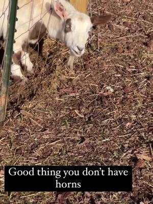 Lacey checking out the outside the fence options #freespiritfarm #covingtonga #monroega #happynewyear 