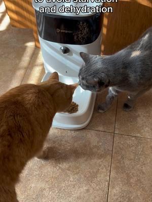 First, we got the fountain from @petgugu to monitor our water intake, and now they’ve added a feeder to the mix. This fancy gadget tracks our meals, sets precise feeding schedules, and even has a camera so they can spy on us while we eat. They can talk to us through it too—because that’s not weird at all. With the fountain and feeder, we’ve officially entered the age of fully automated pet care. Humans, take notes! #petgugu #orangecat #funnyvideos #promo #waterfountain #feeder #funny #catsoftiktok #cats #catlover 