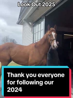 What a 2024. It was the stuff dreams are made of.  Thank you to everyone who followed us supported us believed in us and helped us make this dream a reality. @Campbell🍉 @kenedi #happynewyear #horse #horsesoftiktok #horseracing #horsetok #thoroughbredsoftiktok #equestrian #horses #thoroughbred #stallionsoftiktok #stallion #foalsoftiktok #belmontstakes #kentuckyderby #barbaro 