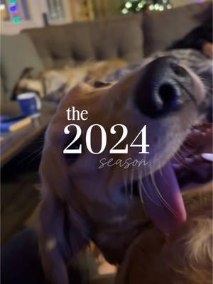 2024 was a year of personal and business growth🖤 #DogTraining #dogtrainer #coloradodogtraining #longmontcolorado #balanceddogtraining 