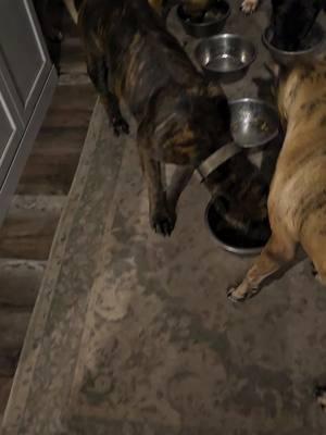 Group feeding? No, but they can clean bowls together.  www.realpresa.com  . . . #group #management #feeding #separated #dogsoftiktok #doglovers #dogphotography #dogphotos #presacanario #guarddog #familydog #realpresa #cabezagrande #preservationbreeder 