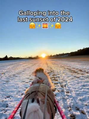 Galloping into the last sunset of 2024 with Sweet Pea 🌸🤗❄️✨🌅  Thank you  so much Philip Trundy for letting me go out with this special little mare for one last skijor session of the year!! 💛🙏🎿🐴 #alchemyacres #skijoring #miniaturehorses #miniaturehorsesoftiktok 