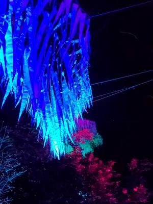 a beautiful night at the atlanta botanical garden to end the year #atlantalights #atlbotanicalgardens #botanicalgarden #newyears #lightshow 