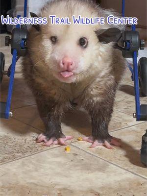 Welcome 2025. #kewpie #possum #opossum #marsupial #cute #animals #animal #cuteanimals #foodtiktok #opossumtok #eating #thisishowwedoit #fyp #fypシ゚viral #handicap #handicappedpets 