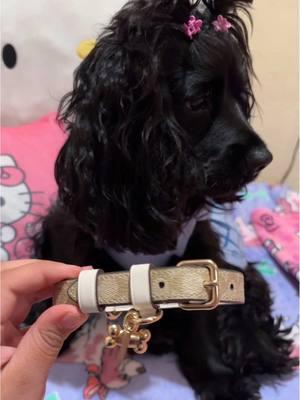 Get your coach dog collar 🐾🐾 #coach #fyp #parati #dogsoftiktok #dogs #dogsofttiktok #cockerspaniel #cockerspanielsoftiktok #puppy #puppytiktok y