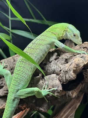 My male Merauke Green Tree Monitor (Varanus prasinus) LOVES his crickets! 🦎 He chases them plenty, but I take feeding time as an opportunity to build trust with my monitor lizards. They’re incredibly intelligent animals, and very food motivated so it’s the perfect opportunity! On the topic of diet, it’s super important to make sure you’re feeding your pets a VARIED diet and not just one food item its whole life! This Merauke Green Tree Monitor for instance, gets live insects, hard boiled chicken eggs, day old button quail, raw button quail eggs, etc. and all dusted with the proper calcium and vitamins! He’s actually got some leftover quail egg on his nose in this feeding video, lol. Proper husbandry, quality lighting and a varied diet are all key elements to ensure our animals are kept as happily, healthily and safely as possible 🤍 This guy doesn’t have a name yet by the way, let’s give him one!  #animals #pets #nature #reptile #lizard 