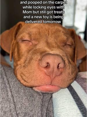 Just living the dream  #puppy #puppydog  #puppylife  #puppycheck #puppyeyes #puppydogeyes   #puppyoftiktok #puppytok #puppiesoftiktok #tiktokpup #tiktokpuppy #tiktokpuppies #puppytiktok #puppyoftheday #puppydaily #puppyfun #puppyworld #puppytime  #puppydays #sleepypuppy #sleepingpuppy #howisleep #sleep #sleepy #sleepyhead #puppyvideo #cutevideo #funnyvideo #livingthedream  #fypシ 