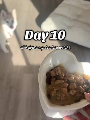 Day 10! We got our new raw food today and rosey approved! @midwestlegacybeef #pomsky #minihusky #cutepuppy #dogweightloss #dogsweightlossjourney #weightlossdiary 