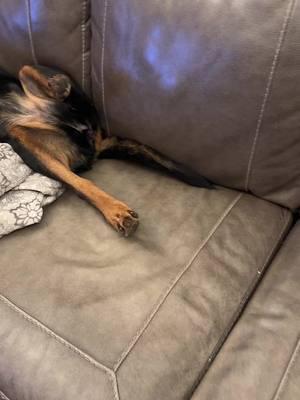 Shes out lol #dog #rottweiler #rott #rottweilersoftiktok #dogsoftiktok #puppy #nap 