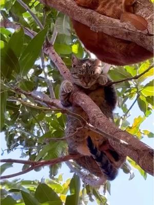 Have you heard of the rare cat fruit tree? It’s in Lanai’i Hawaii. Cat fruit grow year round. Here are some of our branch managers ripening up and ready for harvest. #catsoftiktok #catsanctuary #hawaii #lanai #animalsanctuary #cattok #catlady 