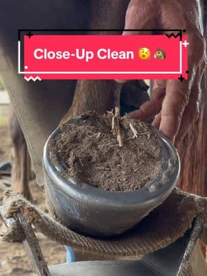 Close-Up Clean 🐴 🤓 🧼 #horseshow #countryboy #horsesontiktok #farriersoftiktok #hoofcare #hoofcleaning #asmrvideo 