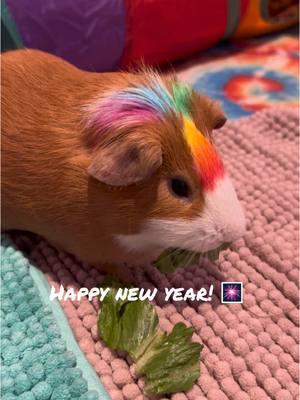 And of course we’re going into the new years with freshly done hair! 🤭 (Opawz paint pens - pet safe and temporary colors!) #guineapig #guineapigsoftiktok #opawz #petgrooming #newyears #rainbowhair 