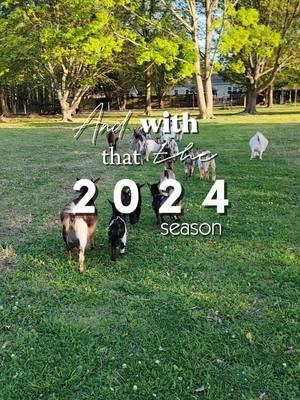 Such a great year! This video almost made me cry 🥹🥹 #goats #goatsoftiktok #goodbye2024 #2024 #2025 #hello2025 #newyear #homesteadtiktok #homesteading #hobbyfarm #farmtok #minigoats #goattok #minifarm #farmlife #farmanimals #fypシ #nigeriandwarfgoats #dairygoats #memories #2024memories 