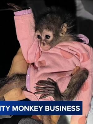 An unusual traffic stop by California Highway Patrol officers led to the arrest of an alleged DUI driver and the confiscation of a spider monkey. #california #CHP #maderacounty #animals #arrest #bizarre #animals #monkeys