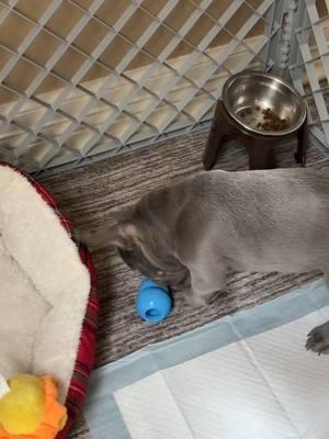 Louis 🩶 first Kong toy #fyp #viralllllll #xyzbca #designerdogs #dog #frenchie #frenchbulldog #puppy #gray #bluefrenchie 