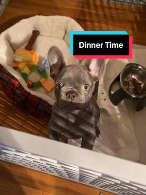 We just need 5 minutes to eat please 🩶 #fyp #viralllllll #xyzbca #designerdogs #dog #frenchie #frenchbulldog #puppy #gray #bluefrenchie 